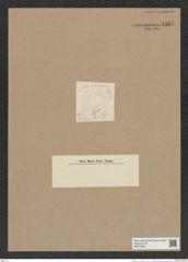Hyalodiscus sp. (de-Toni-Nr.: Genus 219) Zeichnungen Sammlung Grunow Nr. 9461 (NHMW-BOT-W0379326)